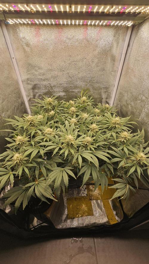 Tiny tent - SCROG & Main-Folding. Week 13 - Saturday