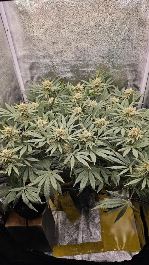 Tiny tent - SCROG & Main-Folding. Week 14 - Friday