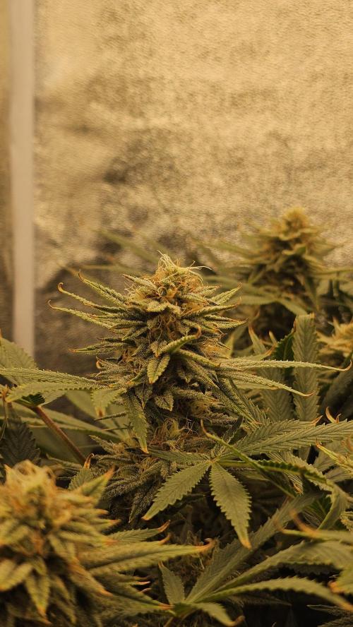 Tiny tent - SCROG & Main-Folding. Week 14 - Friday