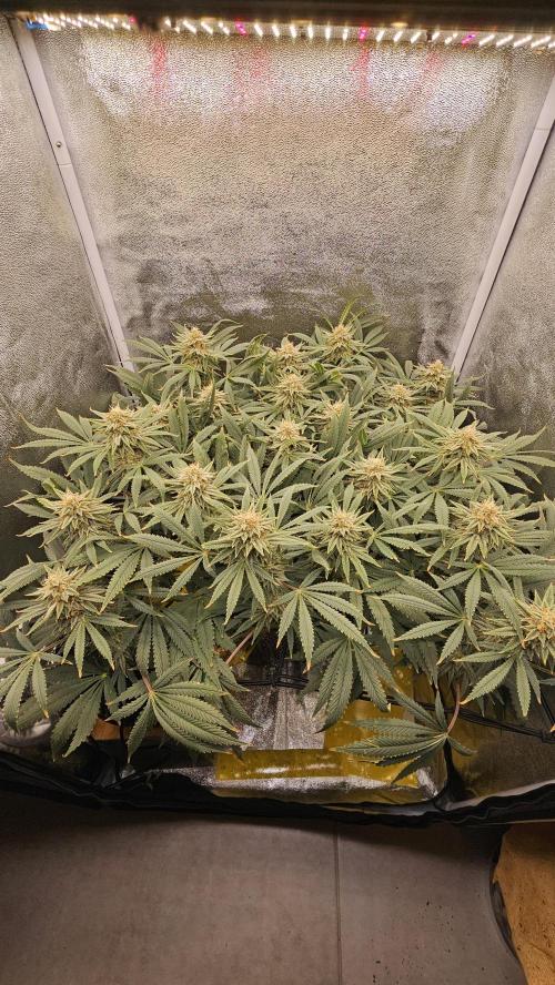 Tiny tent - SCROG & Main-Folding. Week 15 - Tuesday