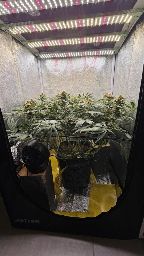 Tiny tent - SCROG & Main-Folding. Week 15 - Tuesday