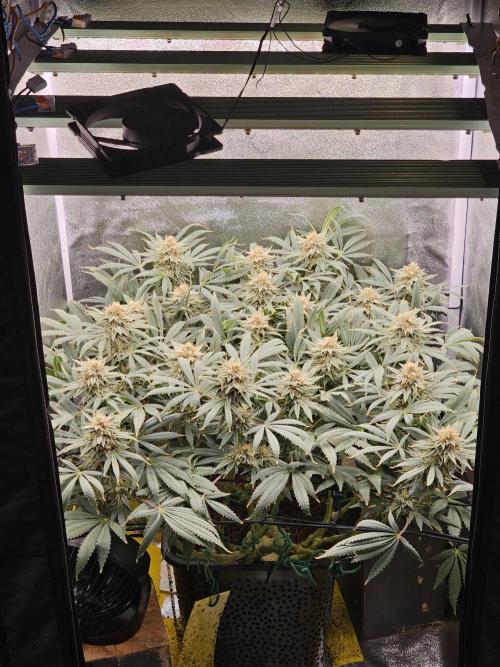 Tiny tent - SCROG & Main-Folding. Week 15 - Friday