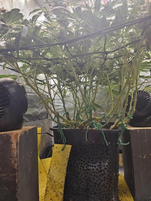 Tiny tent - SCROG & Main-Folding. Week 15 - Friday