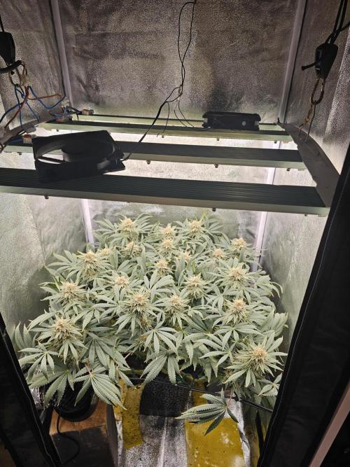 Tiny tent - SCROG & Main-Folding. Week 15 - Friday