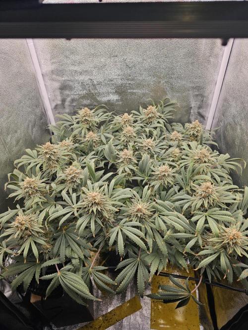 Tiny tent - SCROG & Main-Folding. Week 16 - Saturday
