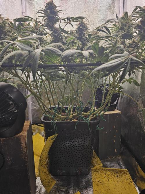 Tiny tent - SCROG & Main-Folding. Week 16 - Saturday 