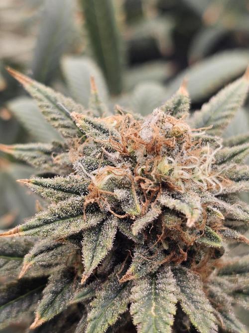 Tiny tent - SCROG & Main-Folding. Week 16 - Satutday