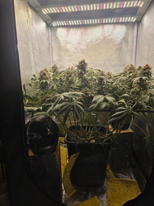 Tiny tent - SCROG & Main-Folding. Week 17 - Tuesday
