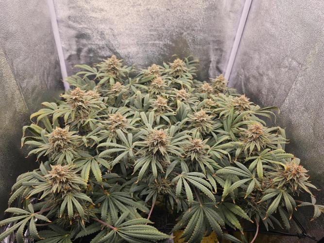 Tiny tent - SCROG & Main-Folding. Week 17 - Tuesday