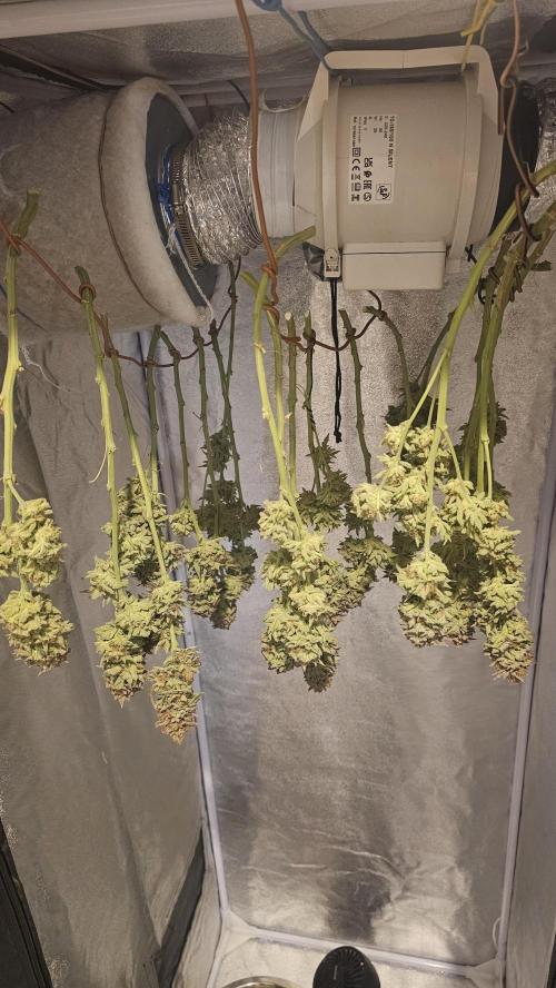 Tiny tent - SCROG & Main-Folding. Week 18