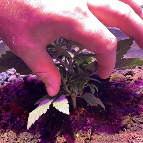 Blood Diamond OG Auto. Week 5