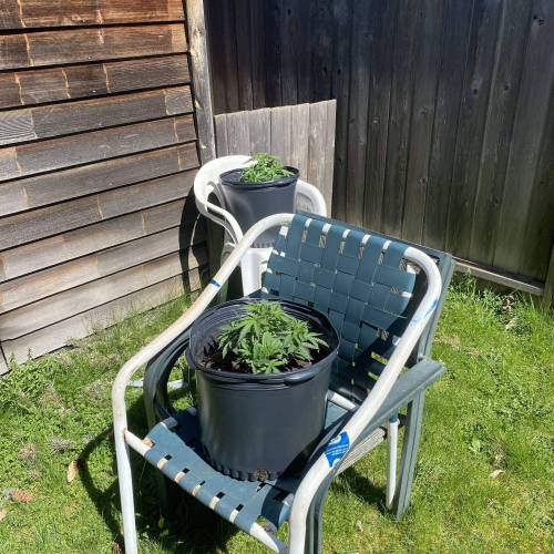 Blood Diamond OG Auto. Week 7 - Took the ladies out for a little sunbathing 