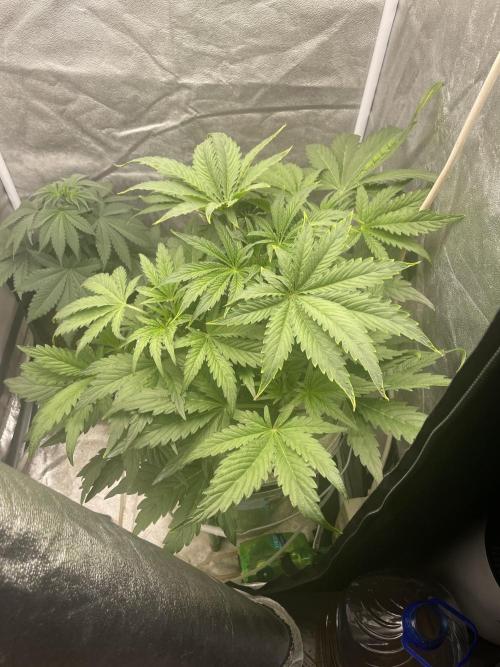 🐻‍❄️Panda vs Gorilla 🦍. Week 5