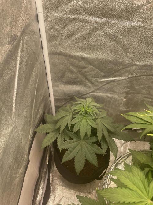 🐻‍❄️Panda vs Gorilla 🦍. Week 5