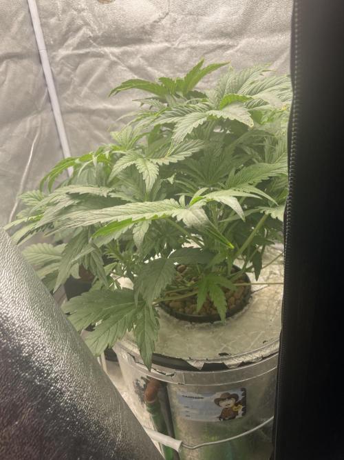 🐻‍❄️Panda vs Gorilla 🦍. Week 5