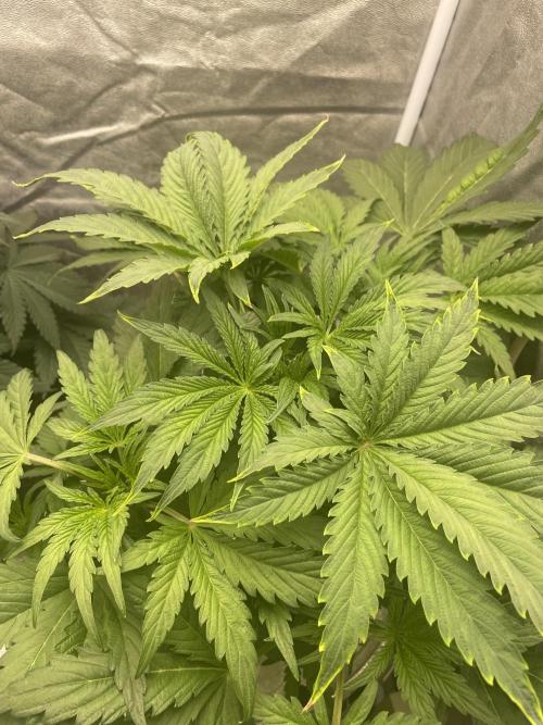 🐻‍❄️Panda vs Gorilla 🦍. Week 5