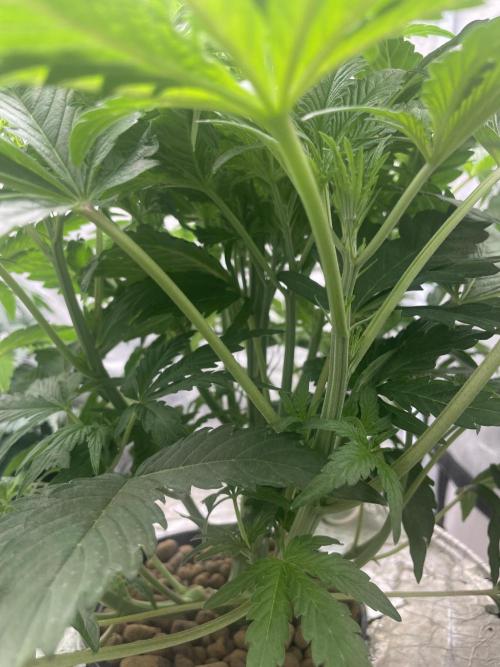 🐻‍❄️Panda vs Gorilla 🦍. Week 5