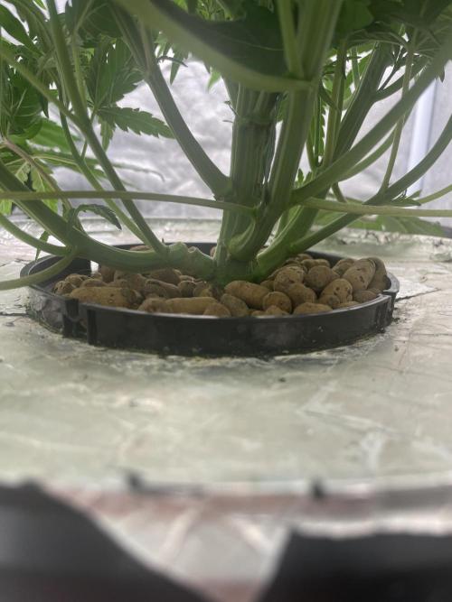 🐻‍❄️Panda vs Gorilla 🦍. Week 5