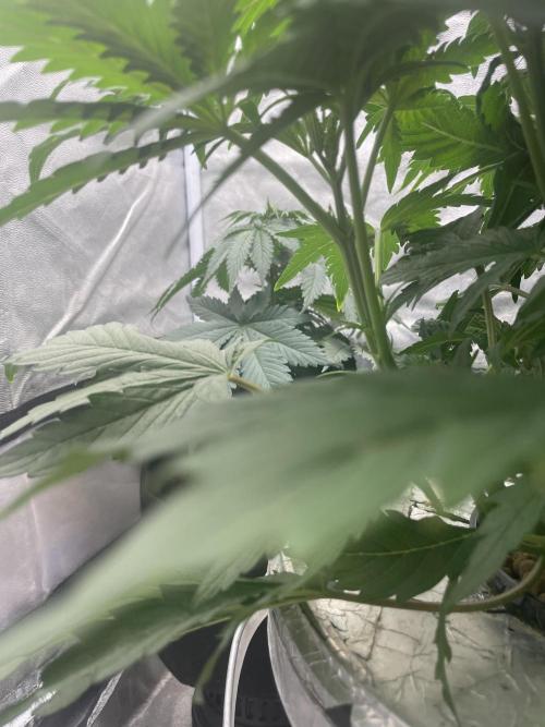 🐻‍❄️Panda vs Gorilla 🦍. Week 5