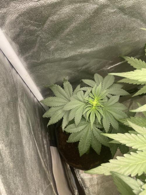 🐻‍❄️Panda vs Gorilla 🦍. Week 6