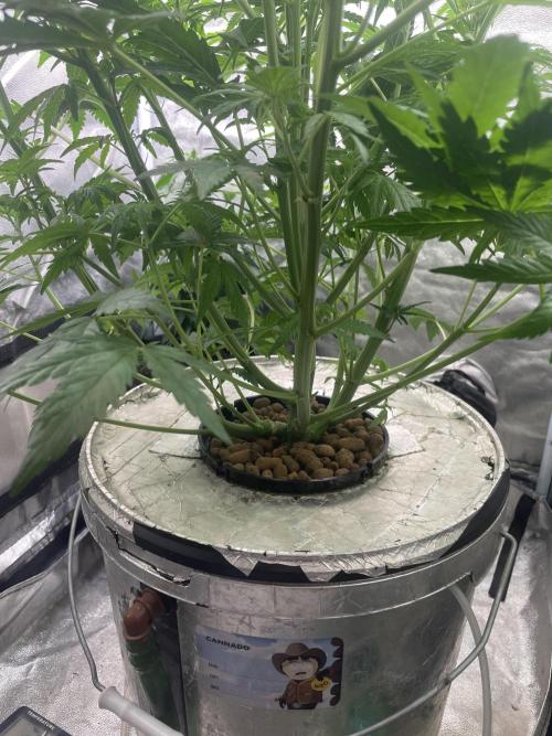 🐻‍❄️Panda vs Gorilla 🦍. Week 6