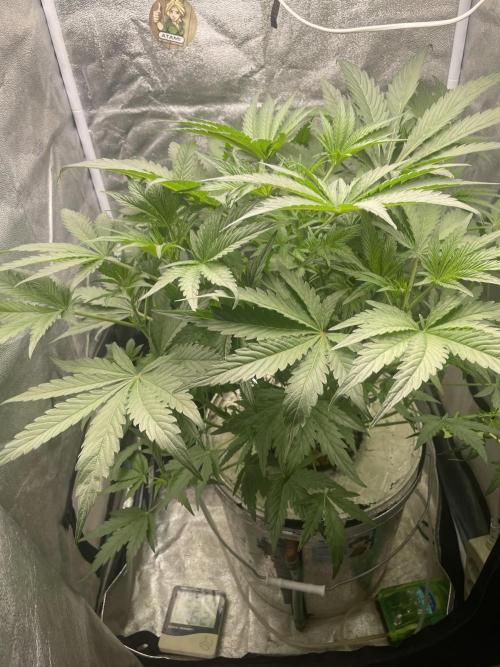 🐻‍❄️Panda vs Gorilla 🦍. Week 6