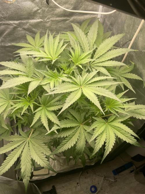 🐻‍❄️Panda vs Gorilla 🦍. Week 6