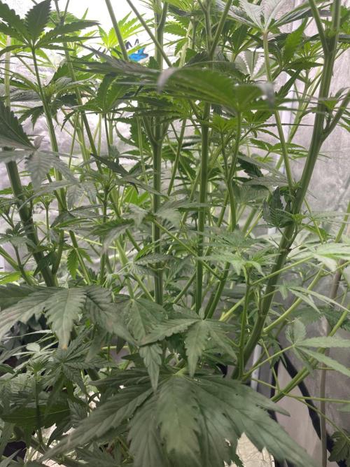 🐻‍❄️Panda vs Gorilla 🦍. Week 7