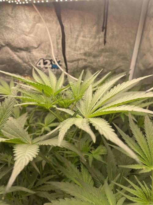 🐻‍❄️Panda vs Gorilla 🦍. Week 7