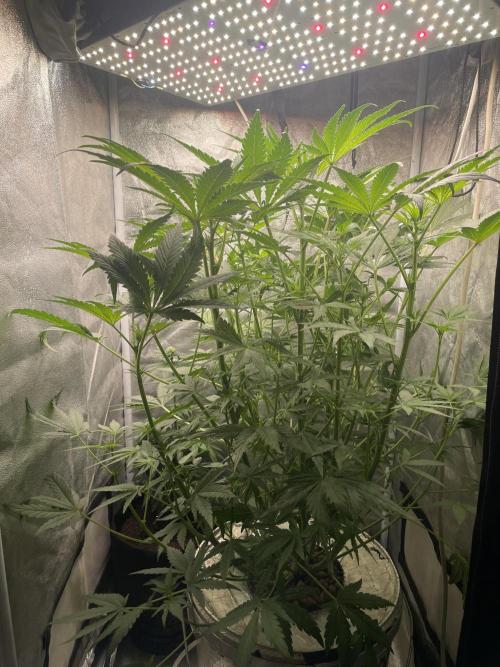 🐻‍❄️Panda vs Gorilla 🦍. Week 7