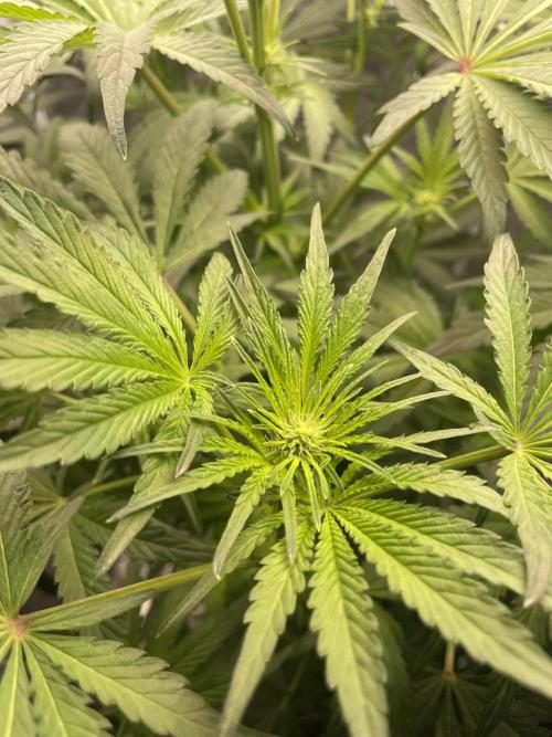 🐻‍❄️Panda vs Gorilla 🦍. Week 8