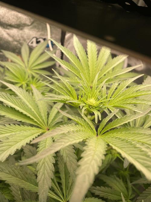 🐻‍❄️Panda vs Gorilla 🦍. Week 8