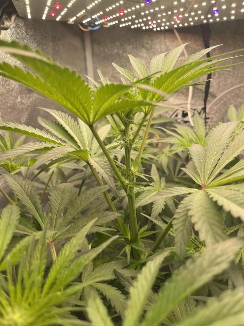 🐻‍❄️Panda vs Gorilla 🦍. Week 8