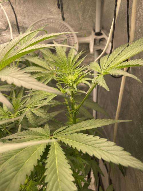 🐻‍❄️Panda vs Gorilla 🦍. Week 8