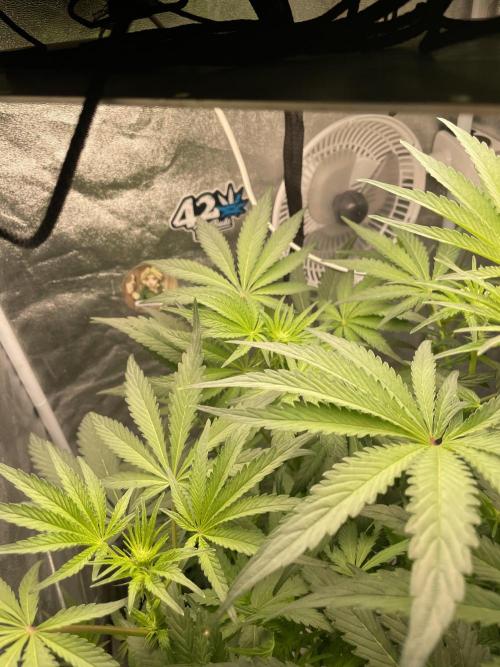 🐻‍❄️Panda vs Gorilla 🦍. Week 8