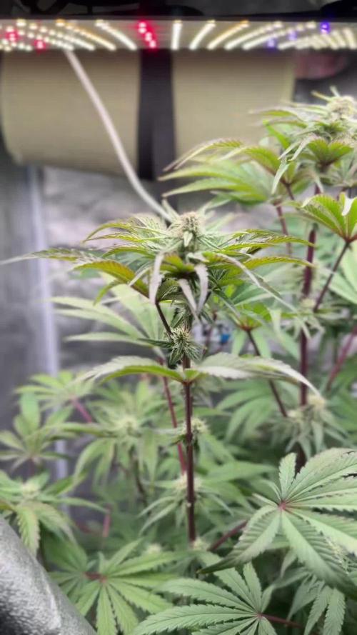 🐻❄️Panda vs Gorilla 🦍