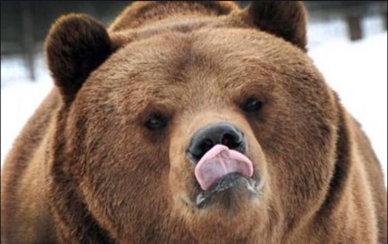 🐻‍❄️Panda vs Gorilla 🦍. Week 12