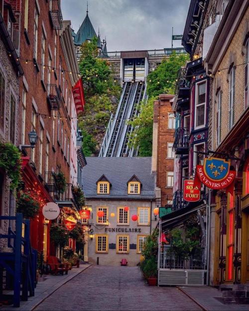 🐻‍❄️Panda vs Gorilla 🦍. Week 12