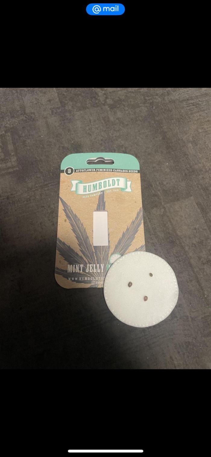 Mint Jelly & Jelly Donutz. Week 0 - 0 day