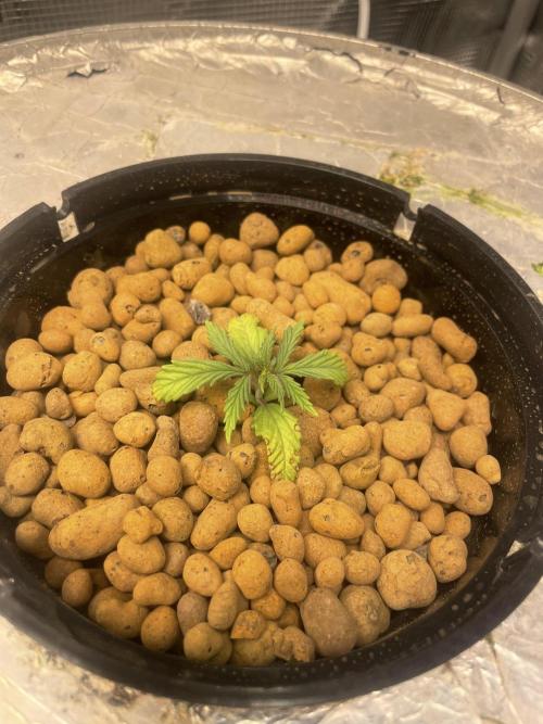 Mint Jelly & Jelly Donutz. Week 1 - 12 day