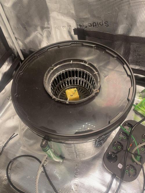 Mint Jelly & Jelly Donutz. Week 1 - 5 day