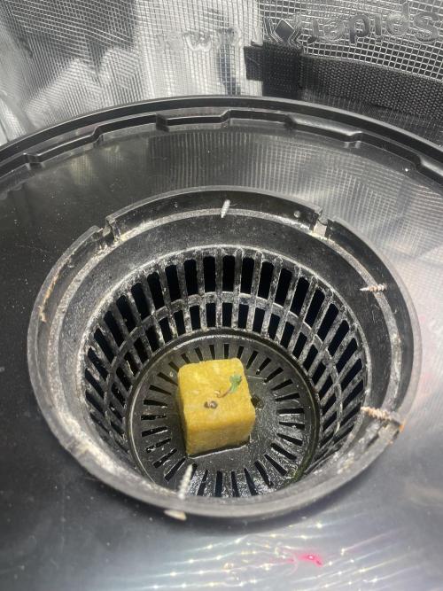 Mint Jelly & Jelly Donutz. Week 1 - 5 day