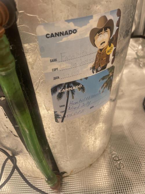 Mint Jelly & Jelly Donutz. Week 1 - Gorilla and Mint