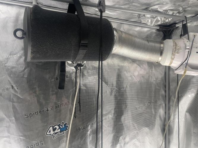 Mint Jelly & Jelly Donutz. Week 1