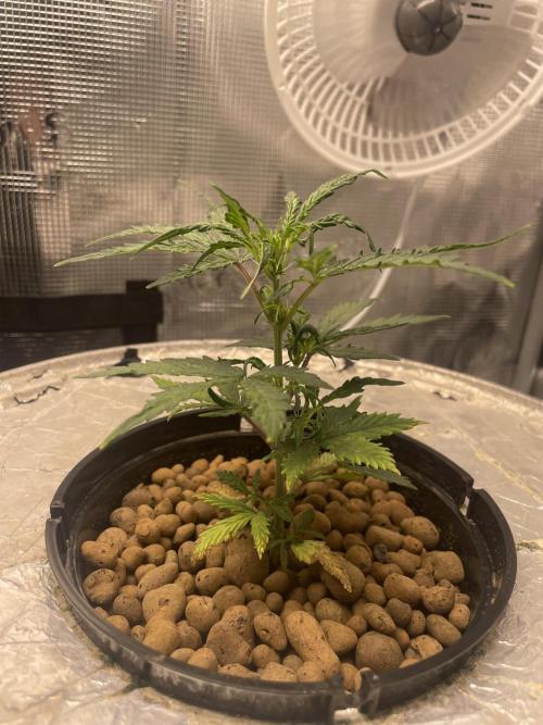 Mint Jelly & Jelly Donutz. Week 3