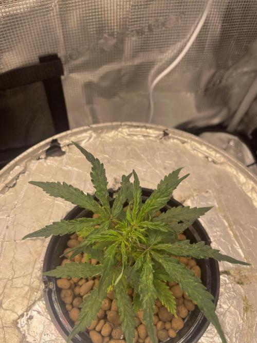 Mint Jelly & Jelly Donutz. Week 3