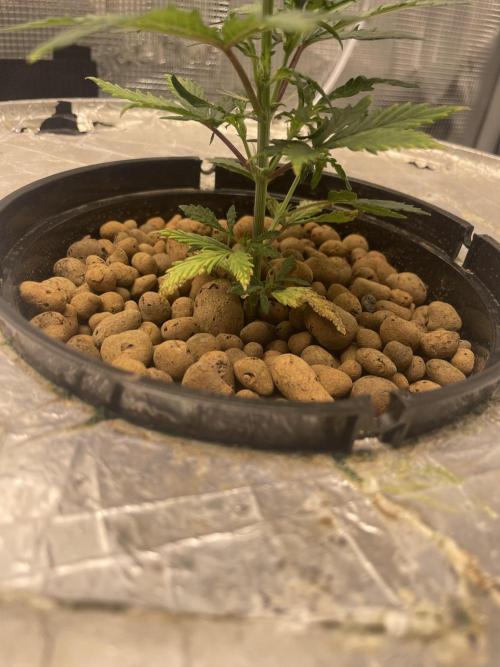 Mint Jelly & Jelly Donutz. Week 3