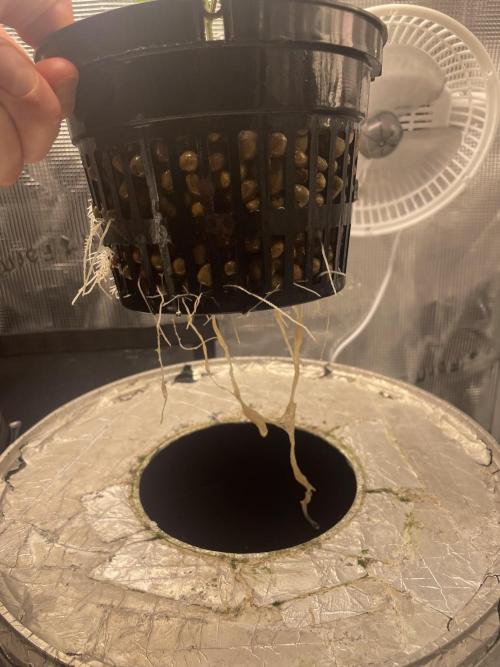 Mint Jelly & Jelly Donutz. Week 3