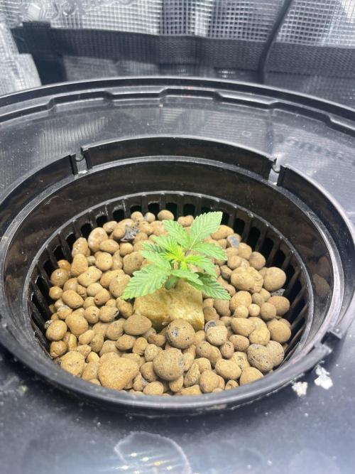 Mint Jelly & Jelly Donutz. Week 3