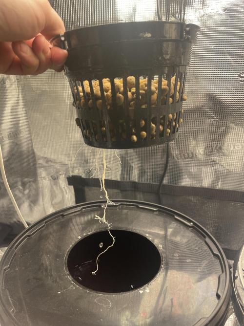 Mint Jelly & Jelly Donutz. Week 3